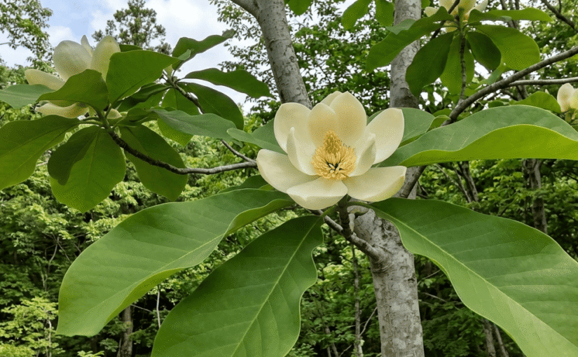 Cooking Tool or Dinnerware? Discovering the Wonders of the Magnolia Leaf