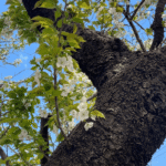 Oshima Cherry: The Wild Species of the Izu Islands That Turns Volcanic Wasteland into Fertile Soil