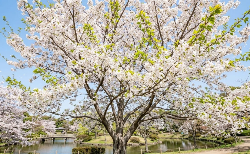 sakura - Beautiful Springtime Words with a Touch of Nostalgia